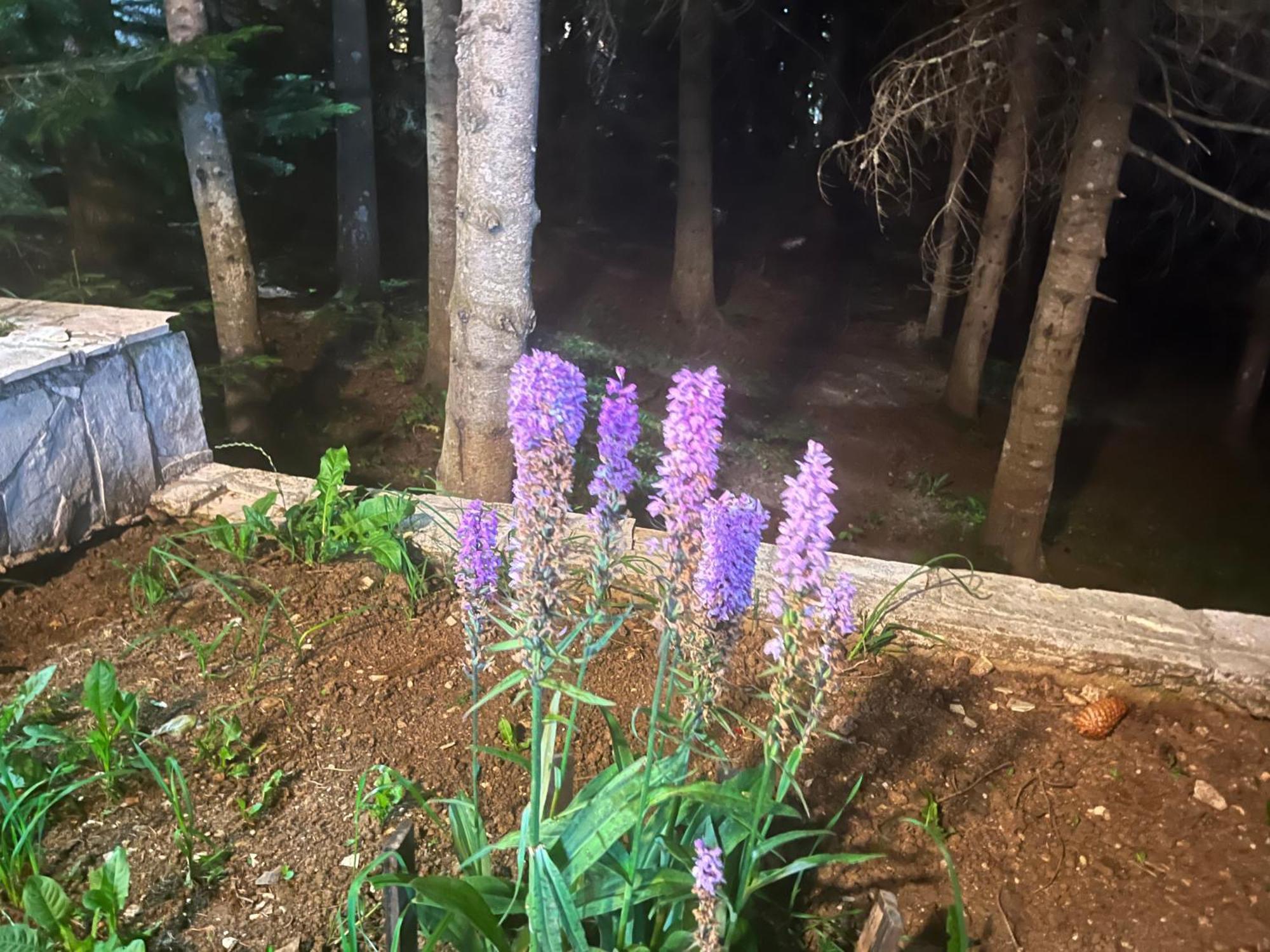 Vila Idila Žabljak Dış mekan fotoğraf
